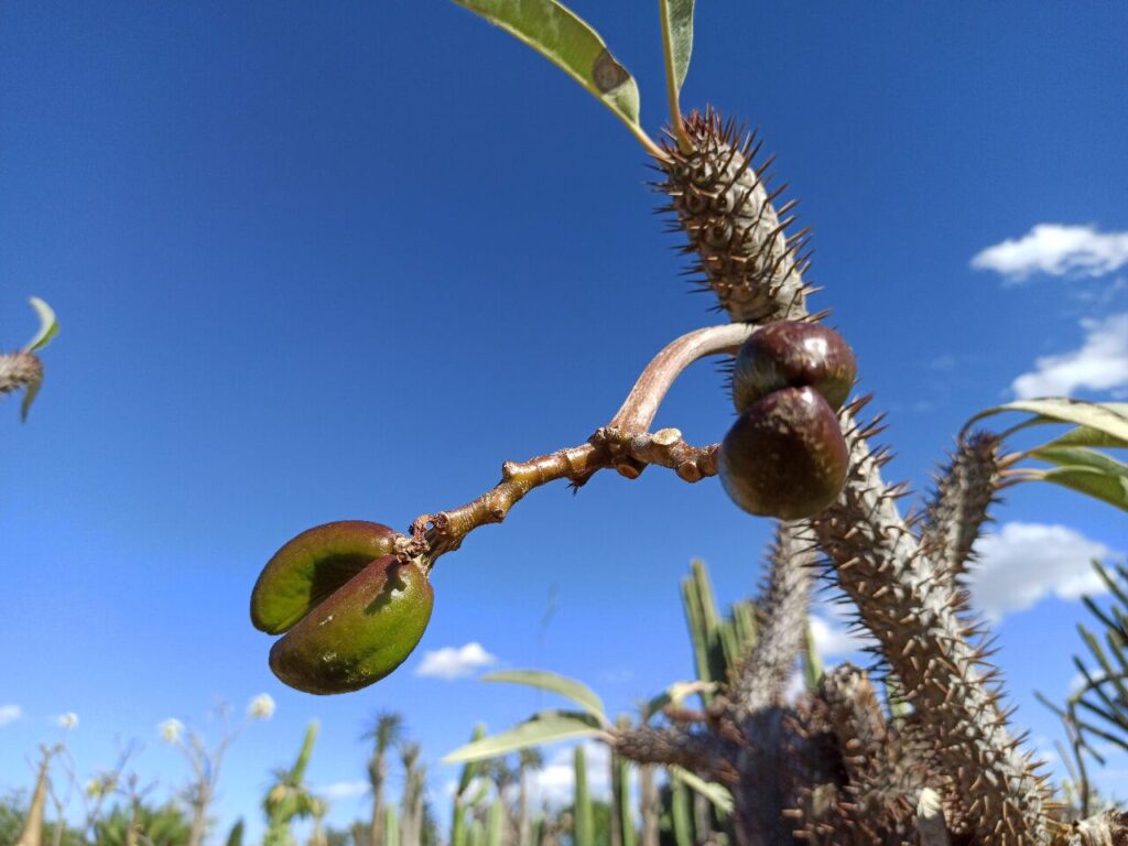 Ejemplo del fruto de la Palma de Madagascar - Vivero Magnoliophyta