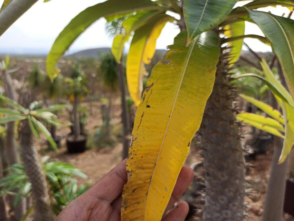 Follaje amarillo en Palmera Africana - Vivero Magnoliophyta