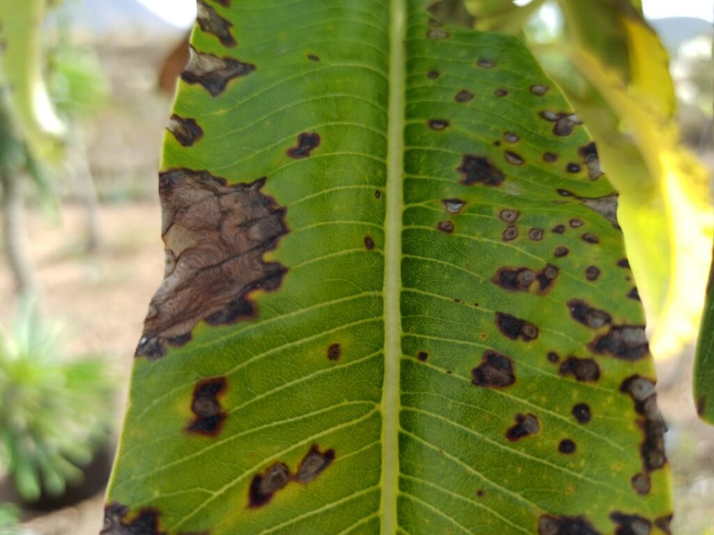 Hojas con manchas negras en Pachypodium Lamerei - Vivero Magnoliophyta