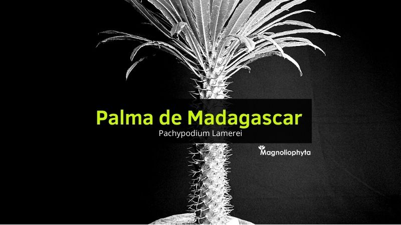 Palma de Madagascar