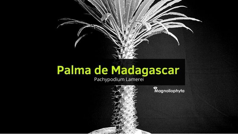 Palma de Madagascar o Pachypodium Lamerei