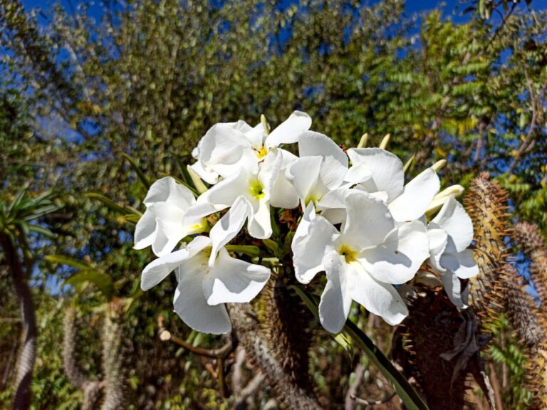 Flor de Palma de Madagascar