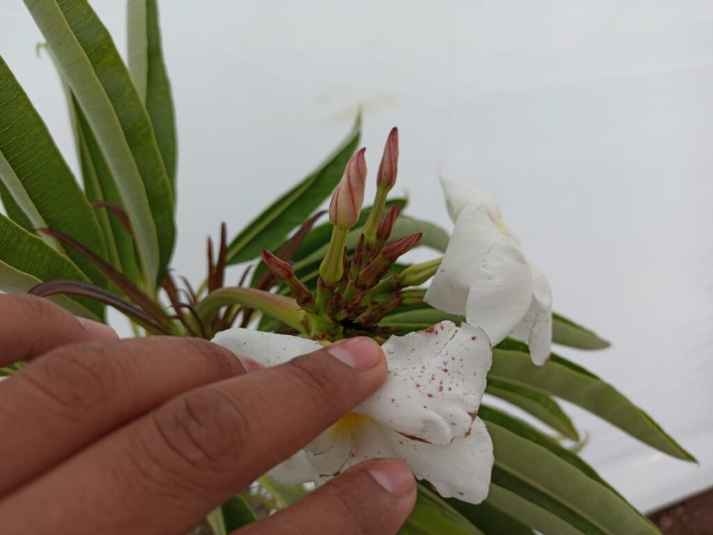 Nuevos capullos de flores de Palma de Madagascar.