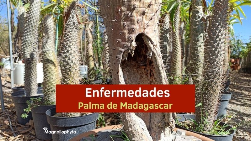 6 enfermedades en Palma de Madagascar y cómo combatirlas.