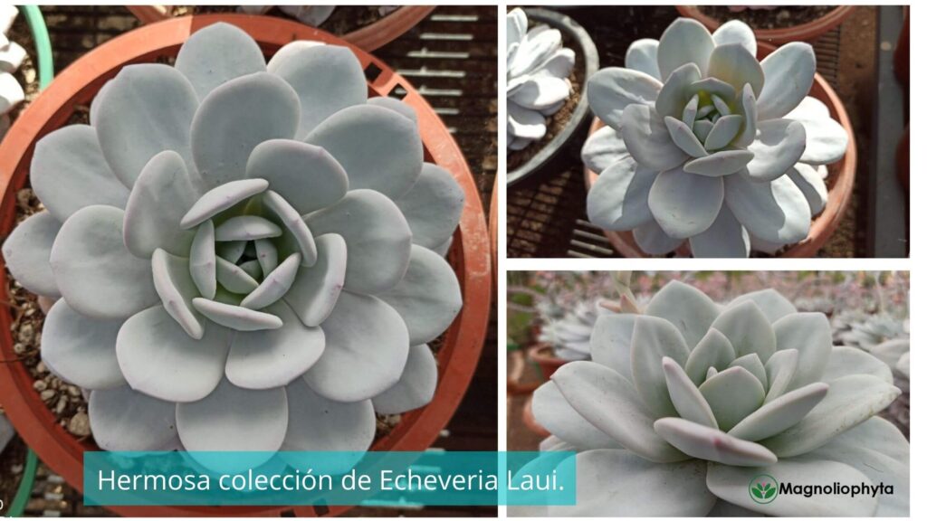 Colección de Echeveria Laui, la suculenta Mexicana.