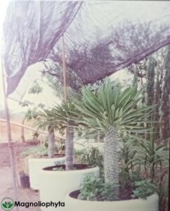 Palmas de Madagascar - Así inició Vivero Magnoliophyta.