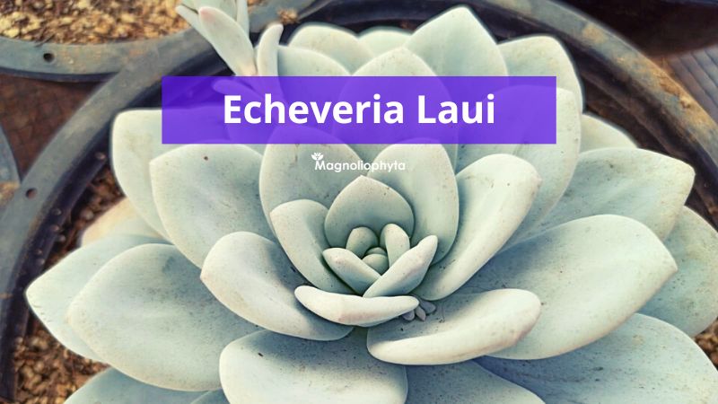 Echeveria Laui, todo lo que debes saber de esta suculenta