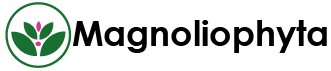 Mundo Magnoliophyta Logo